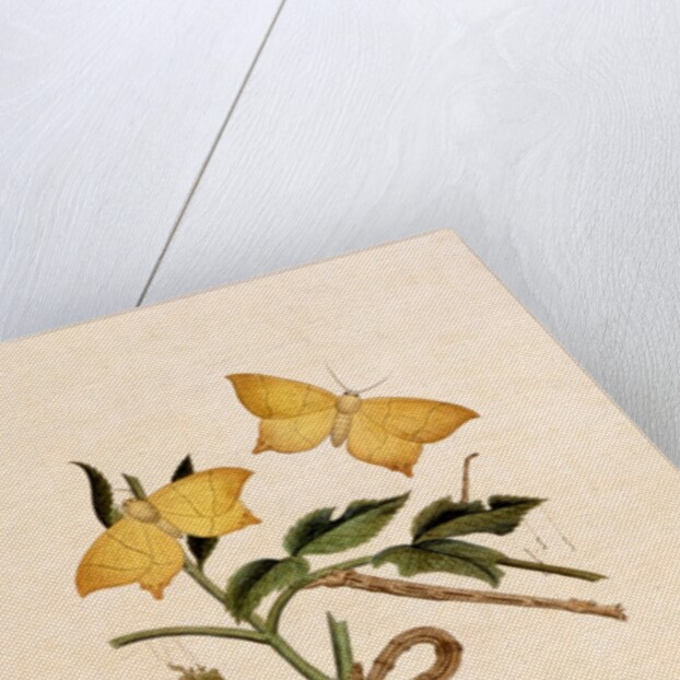 Two Yellow Butterflies by Unknown