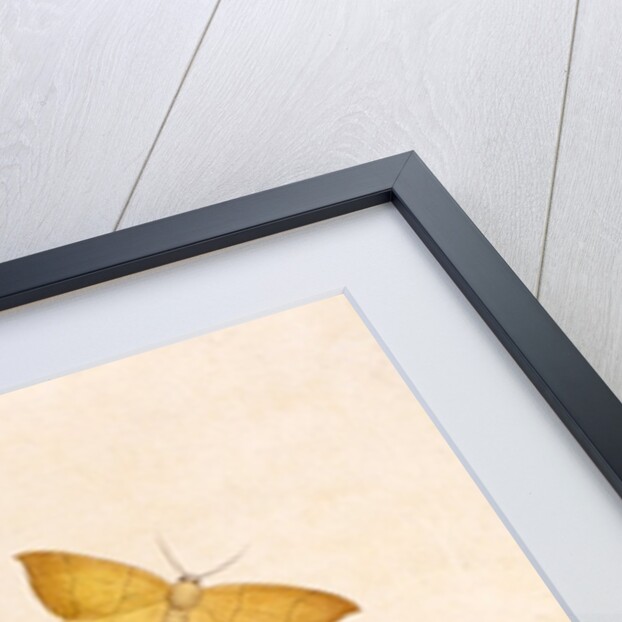 Two Yellow Butterflies by Unknown