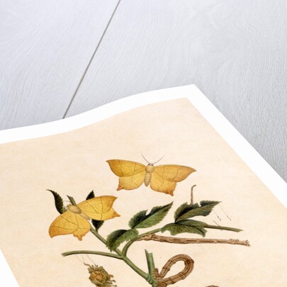 Two Yellow Butterflies by Unknown