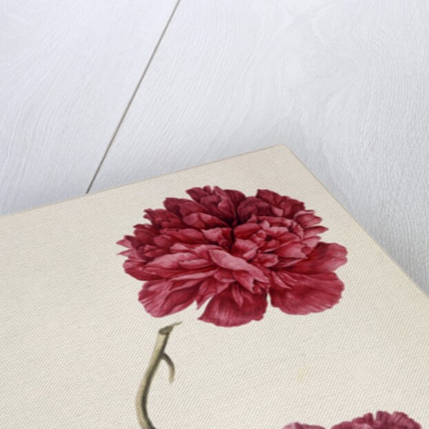 Dark Pink Peony by Unknown