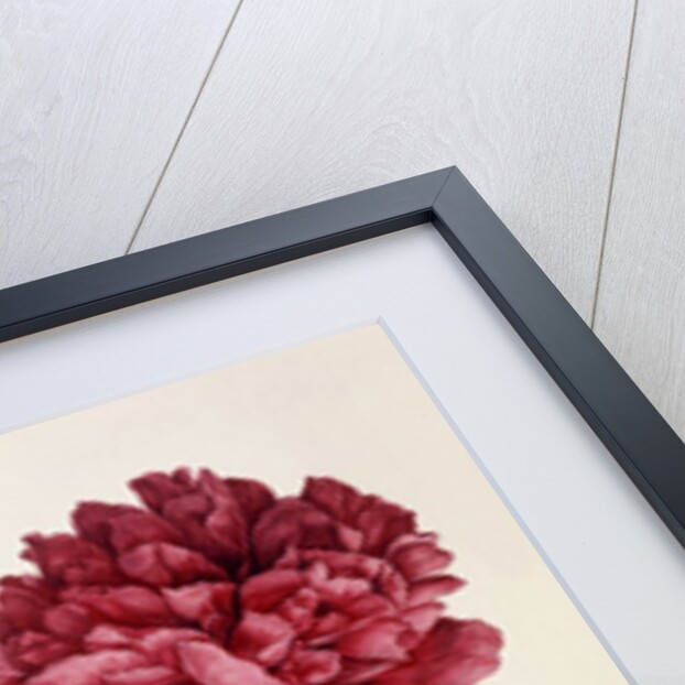 Dark Pink Peony by Unknown