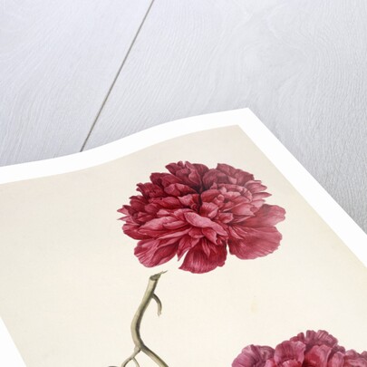 Dark Pink Peony by Unknown