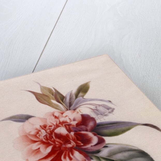 Red Camellia by Unknown