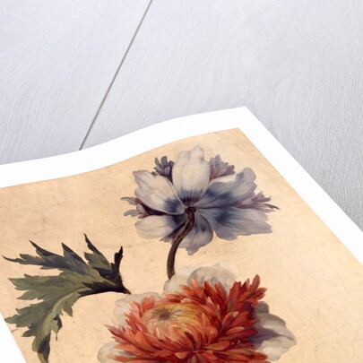 Anemone by Unknown