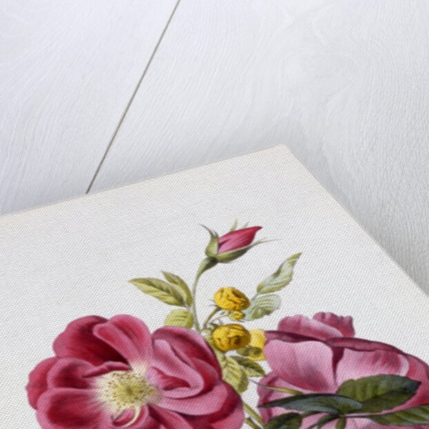 Gloire Rosamel et Rose Banks Jaune by Anonymous