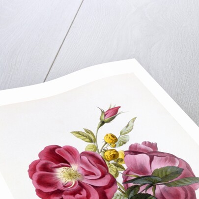 Gloire Rosamel et Rose Banks Jaune by Anonymous