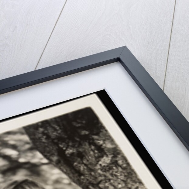 Young boy sitting in tree by Curtis Moffat