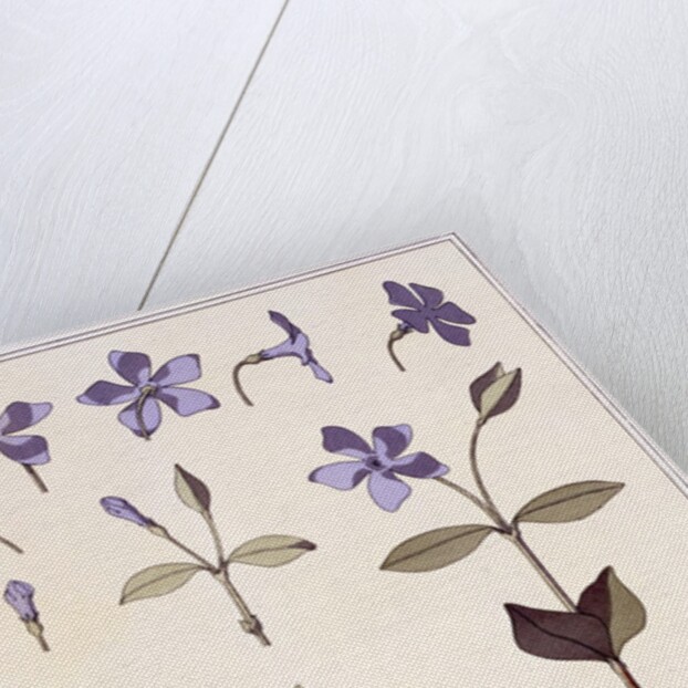 Perriwinkle by Eugène-Samuel Grasset