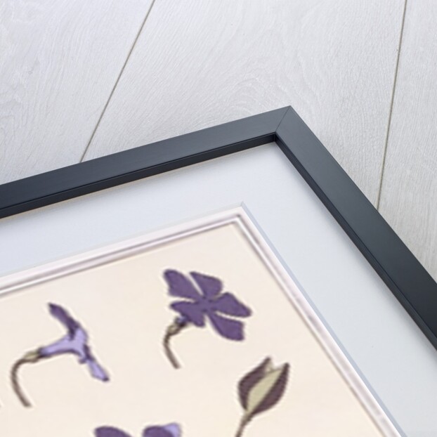 Perriwinkle by Eugène-Samuel Grasset