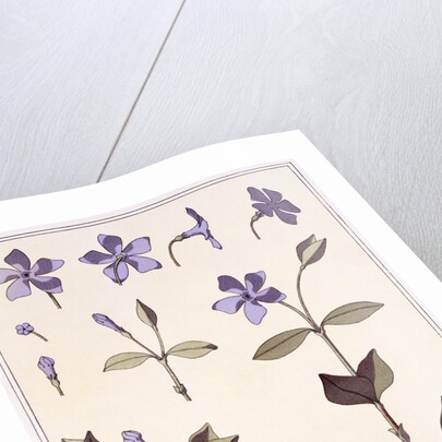 Perriwinkle by Eugène-Samuel Grasset