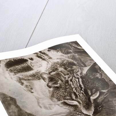 Die Katze by László Moholy-Nagy