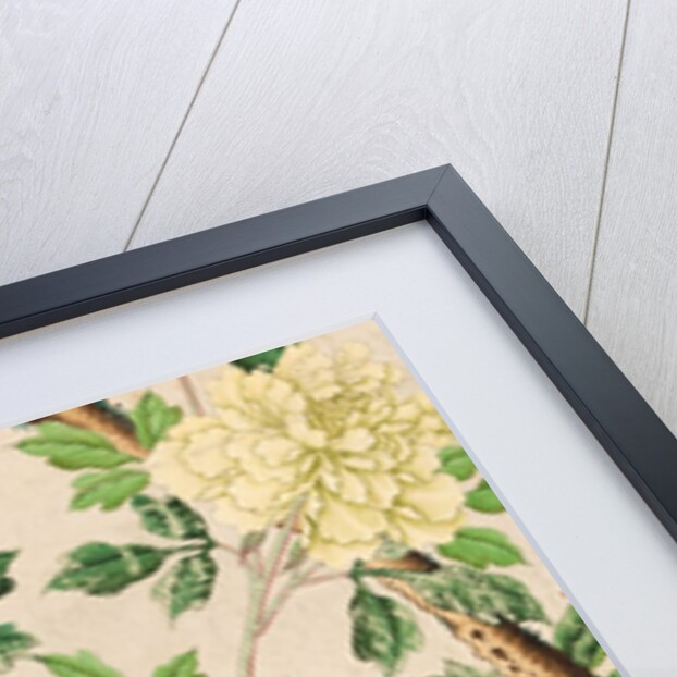 Wallpaper with large blooms of chrysanthemums and starfruits by unknown