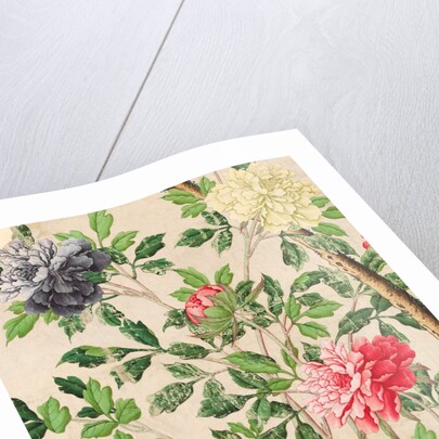 Wallpaper with large blooms of chrysanthemums and starfruits by unknown