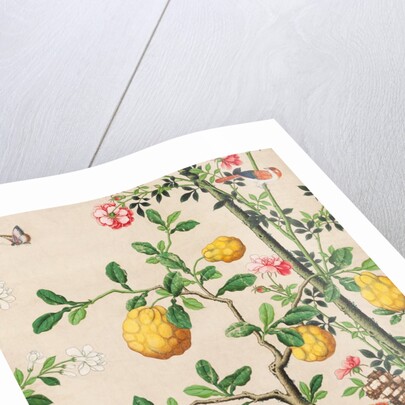 Wallpaper with yellow fruits in orange-coloured pot by unknown