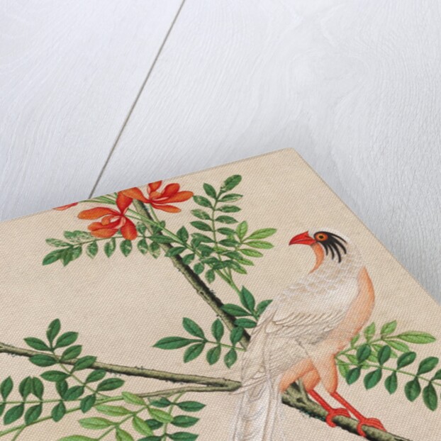 Wallpaper with white pheasant perching on branch by unknown