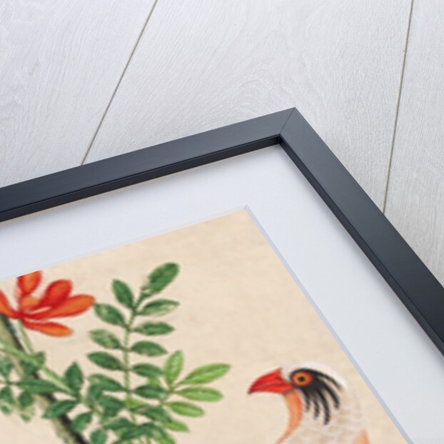 Wallpaper with white pheasant perching on branch by unknown