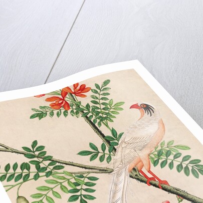 Wallpaper with white pheasant perching on branch by unknown