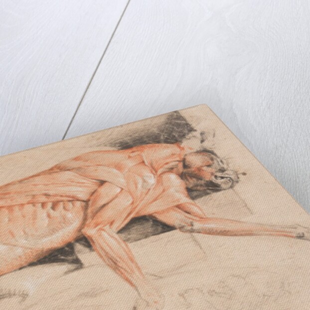 Ecorche drawing of a wild cat by Edwin Landseer