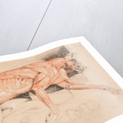 Ecorche drawing of a wild cat by Edwin Landseer