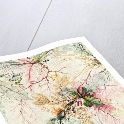 Design for chintz by William Kilburn