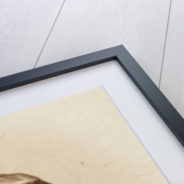 Prince Albert by Samuel E. Poulton