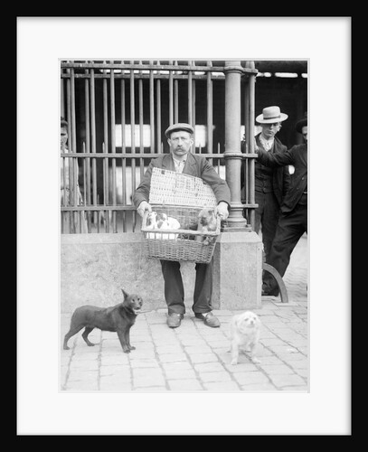 Dog Market - Basket Full of Puppies by Andrew Pitcairn-Knowles