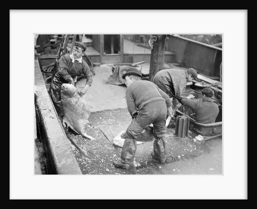 Handling very large fish by Andrew Pitcairn-Knowles