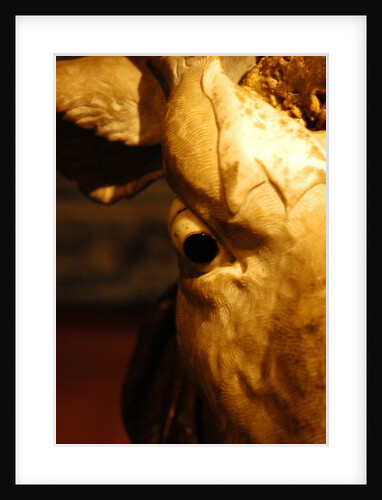 Head of an Ox by Stuart Cox