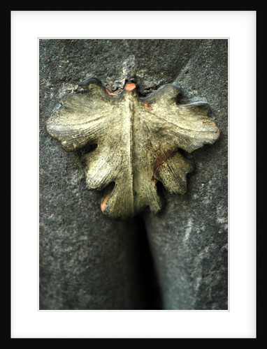 Fig leaf, detail from a chimneypiece from Palazzo Rusconi by Stuart Cox