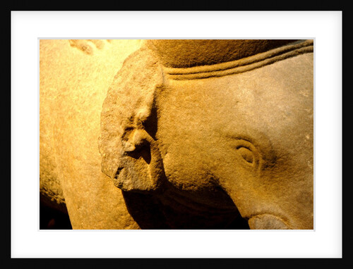 Elephant, detail by Stuart Cox