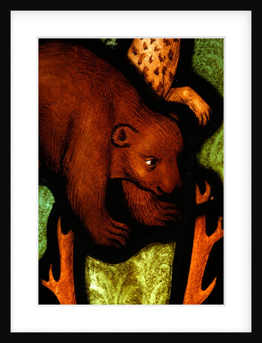 Bear from St by Stuart Cox