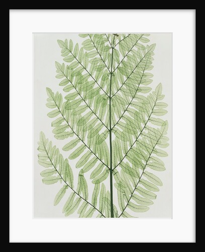 Flowering Fern by Evans & Co. Bradbury