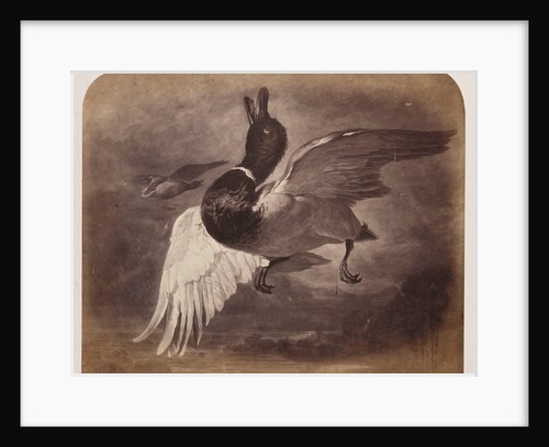 Painting of a duck in flight by Roger Fenton