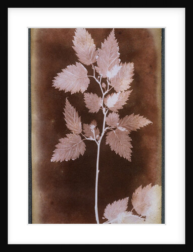 Leaf by William Henry Fox Talbot