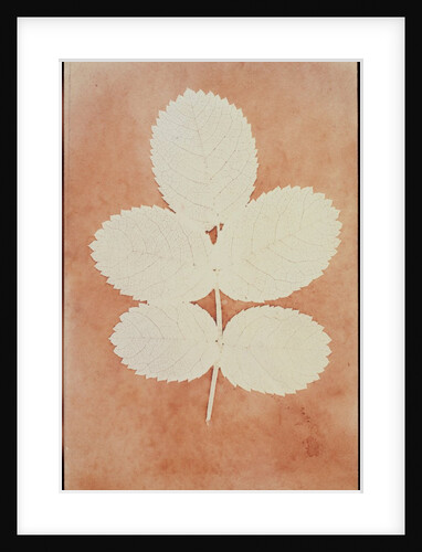 Five Leaves on a Stem by William Henry Fox Talbot