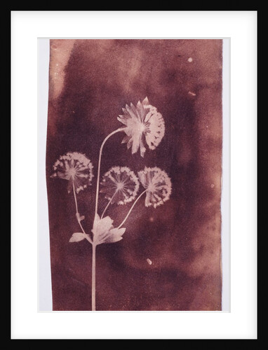 Astrantia Major by William Henry Fox Talbot