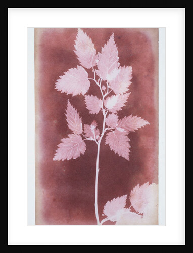 Leaves on a Stem by William Henry Fox Talbot