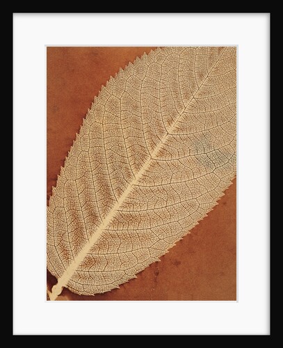 Single Leaf by William Henry Fox Talbot