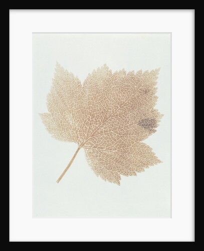 Leaf by William Henry Fox Talbot
