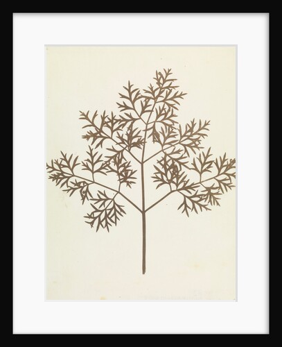 Botanical Specimen by William Henry Fox Talbot