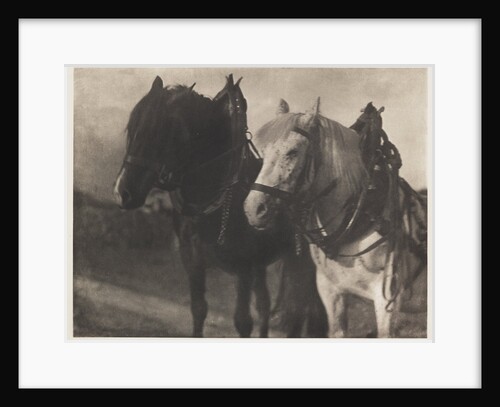 Horses by Alfred Stieglitz