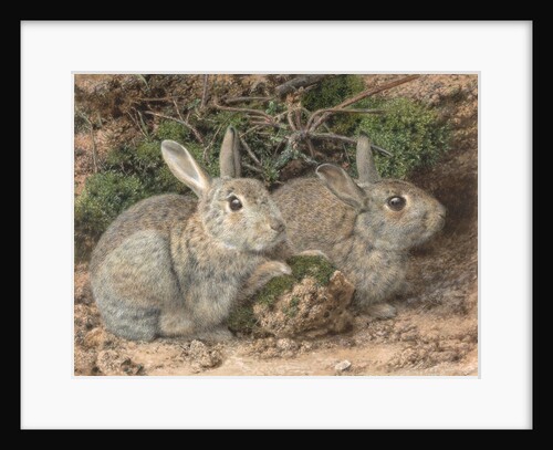 Rabbits by John Sherrin