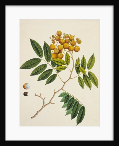 Common Sterculia. Guangzhou, China, c.1800-40 by Unknown