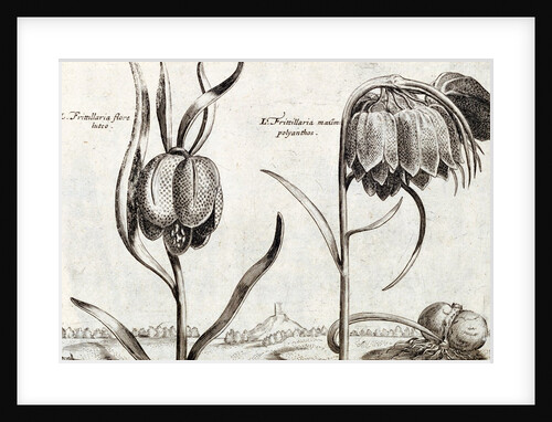 Frittillaria, from Jardin de Fleurs by Crispijn van de Passe