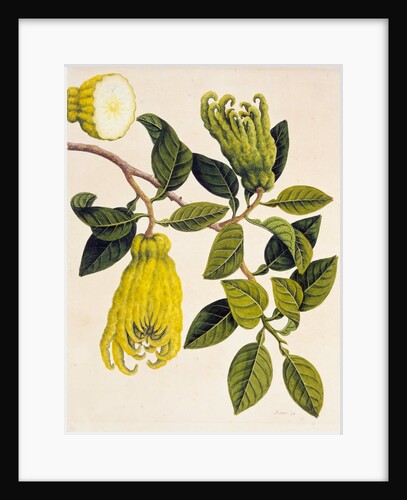 Fingered Citron or Fo Shou. Guangzhou, China, 1800-40 by Unknown