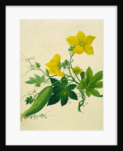 Singkwa Towel Gourd by Unknown