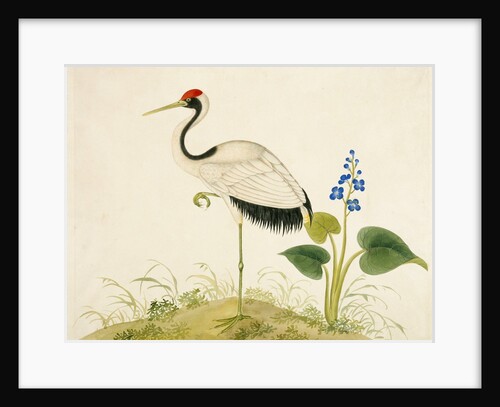 Red-crowned crane by Unknown
