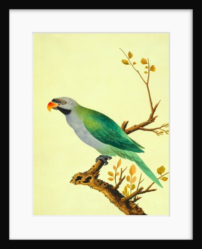 Derbyan Parakeet by Unknown