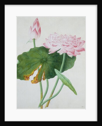 Lotus. Guangzhou, China, c.1800-1840 by Unknown