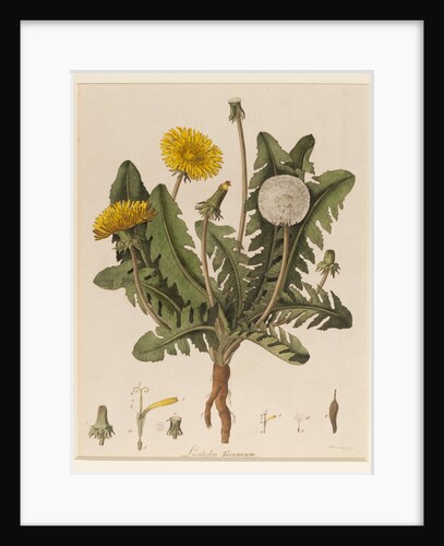 Dandelion by William Kilburn